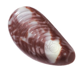 30 Milk & Dark Praline Seashells